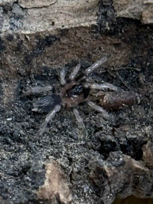 Cyriocosmus Ritae (Peruvian Black & White Dwarf)