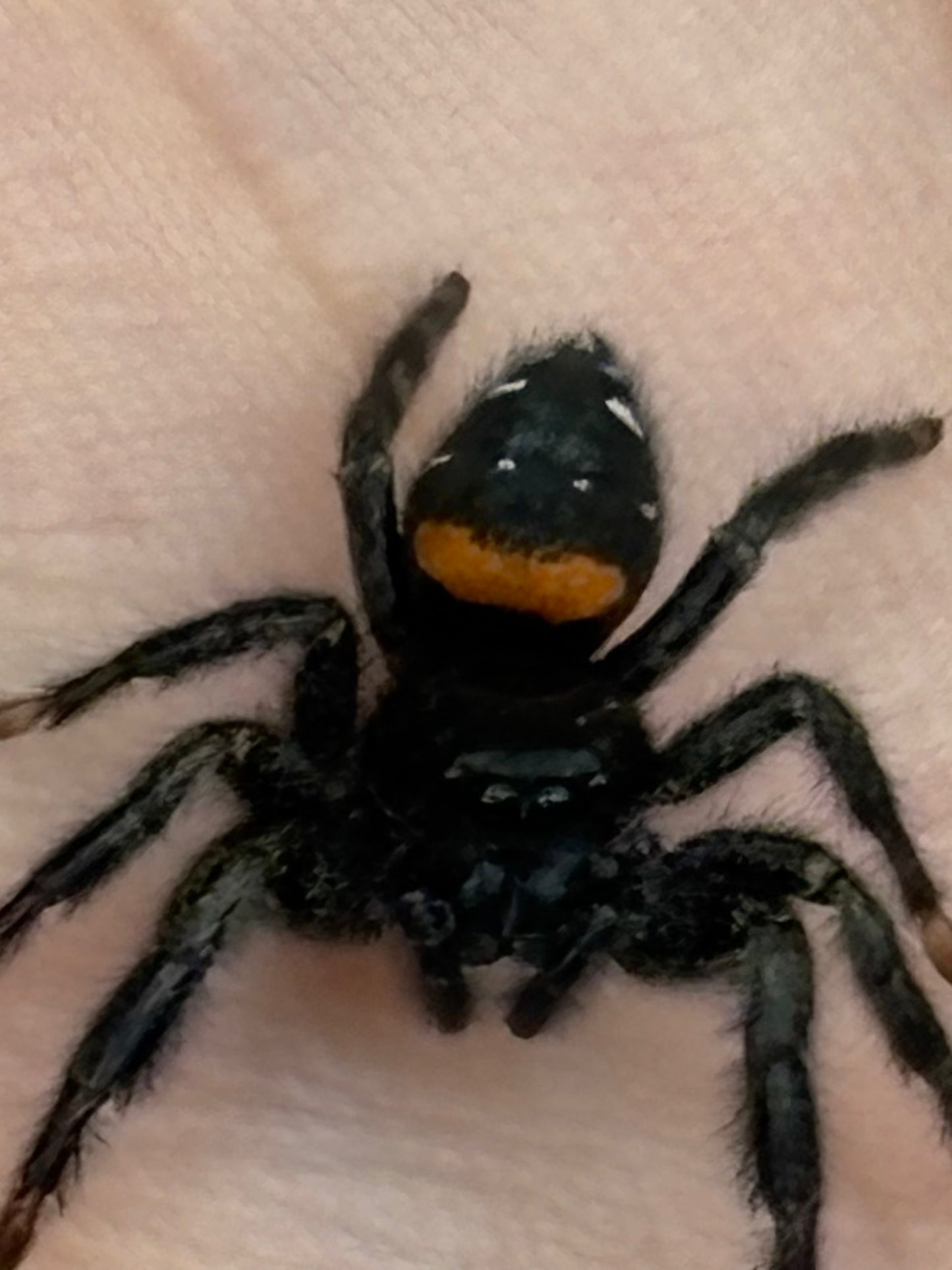 Paraphidippus Basalis (Agave Jumping Spider)