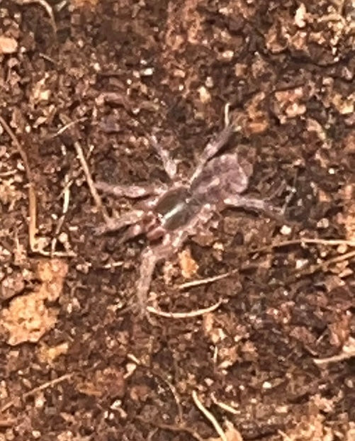 Hapalopus Formosus (Pumpkin Patch Large)