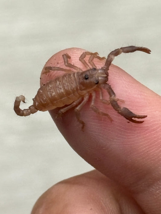 Heterometrus Silenus (Asian Forest Scorpion)