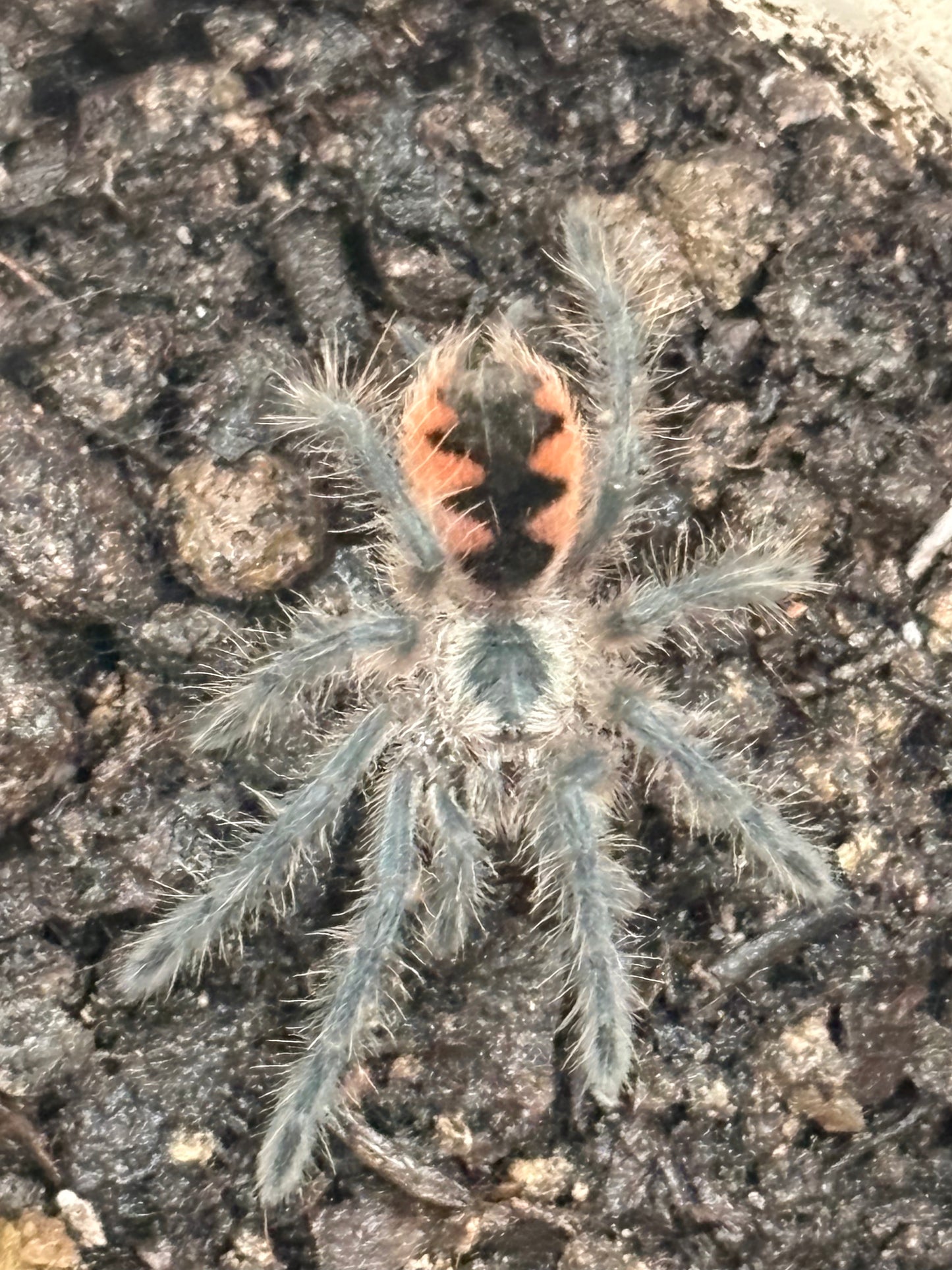 Pamphobeteus c.f. Insignis (Ecuador)