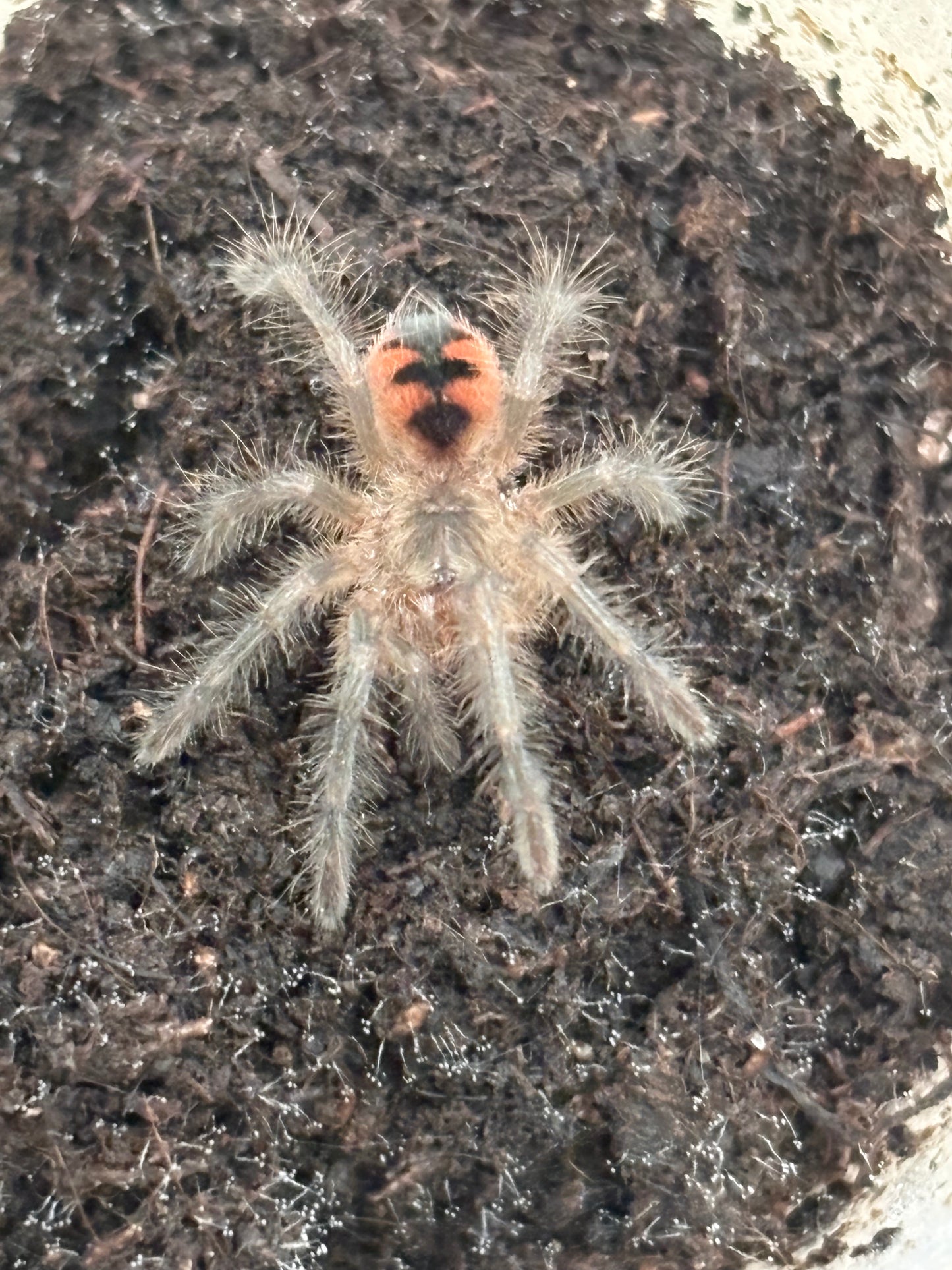 Pamphobeteus sp ‘Tigris’ (Ecuadorian Black Birdeater)