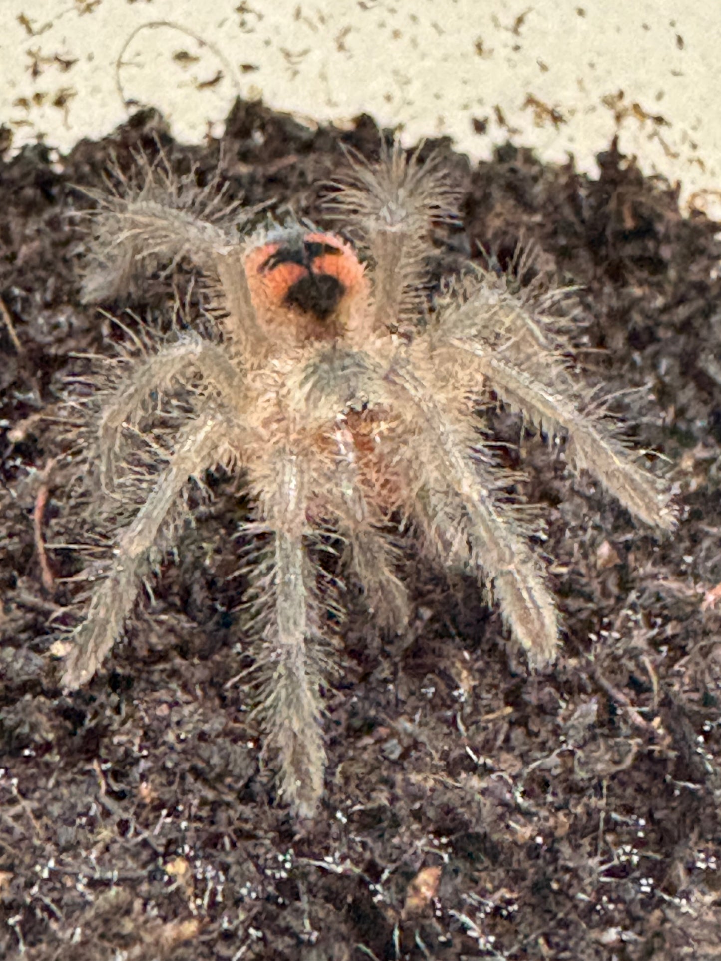 Pamphobeteus sp ‘Tigris’ (Ecuadorian Black Birdeater)