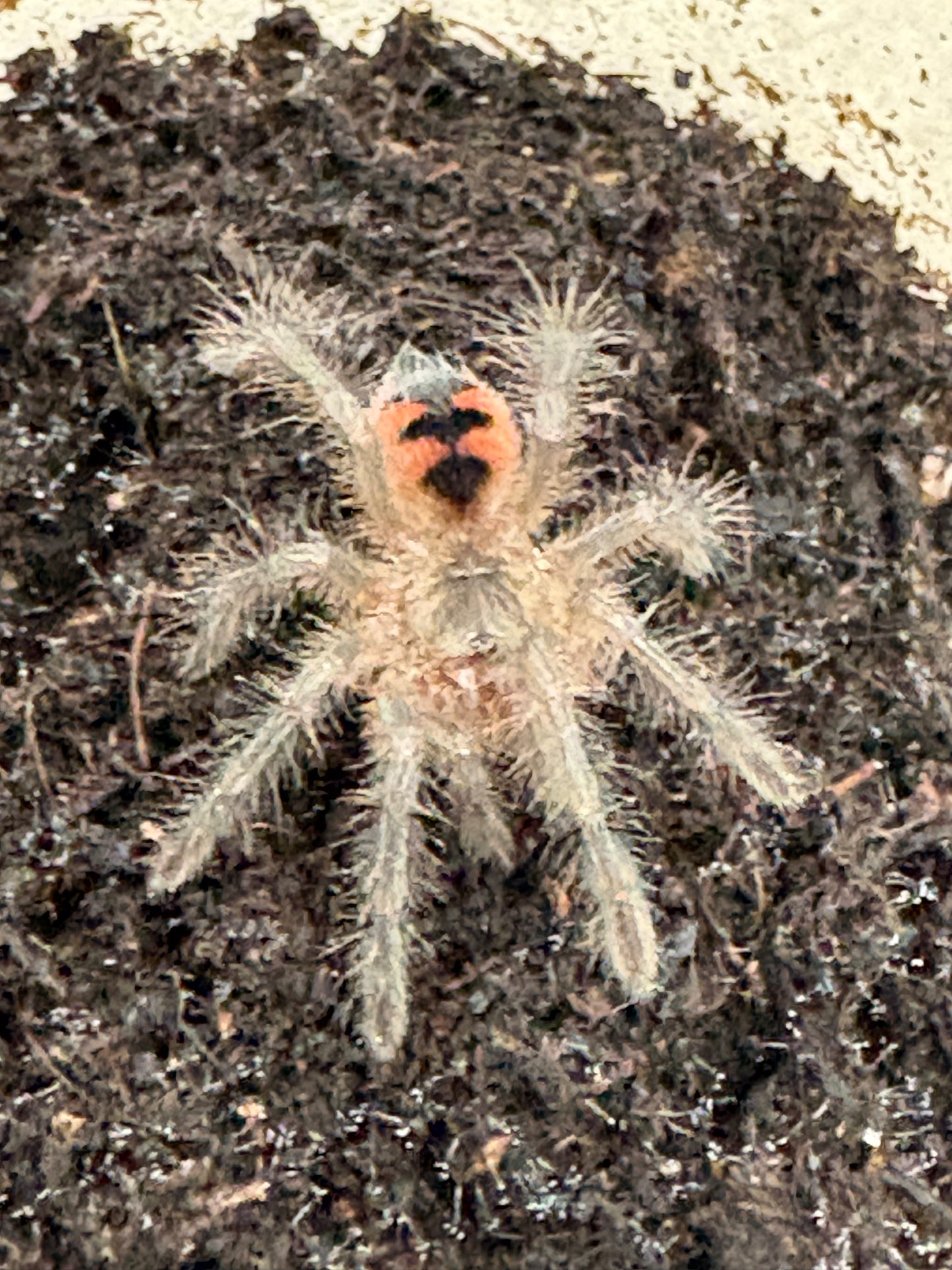 Pamphobeteus sp ‘Tigris’ (Ecuadorian Black Birdeater)