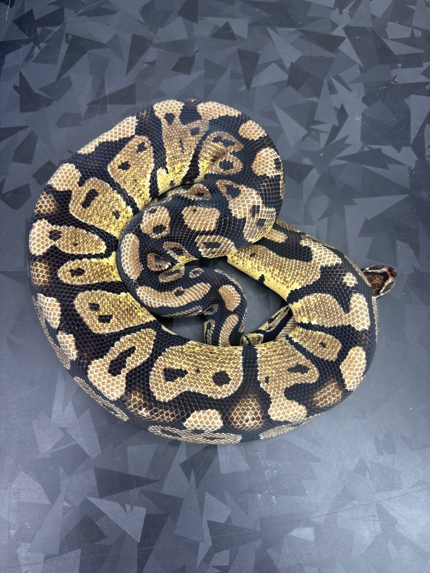 Pastel Sable Ball Python