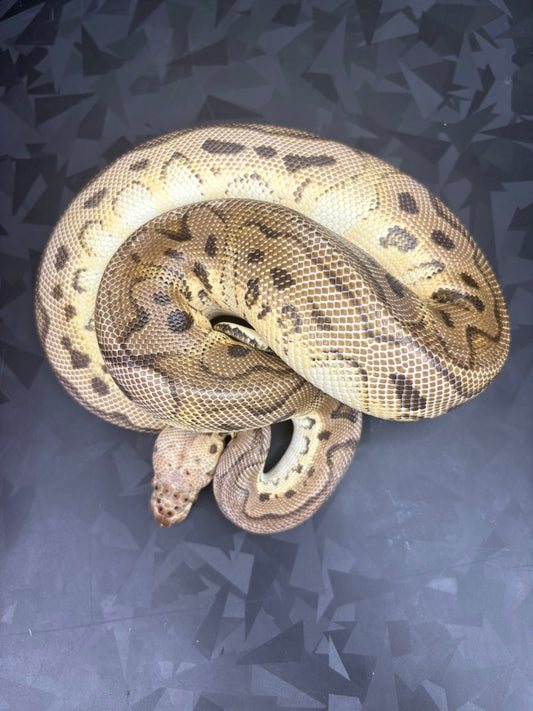 Pastel Clown Ball Python