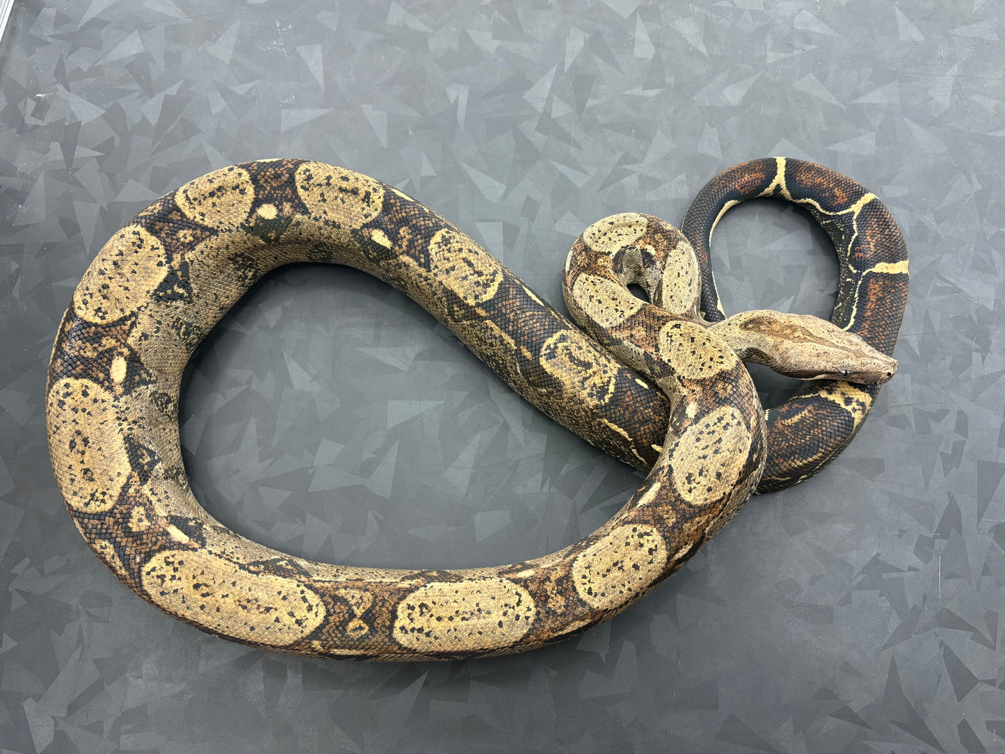Normal BCI Boa