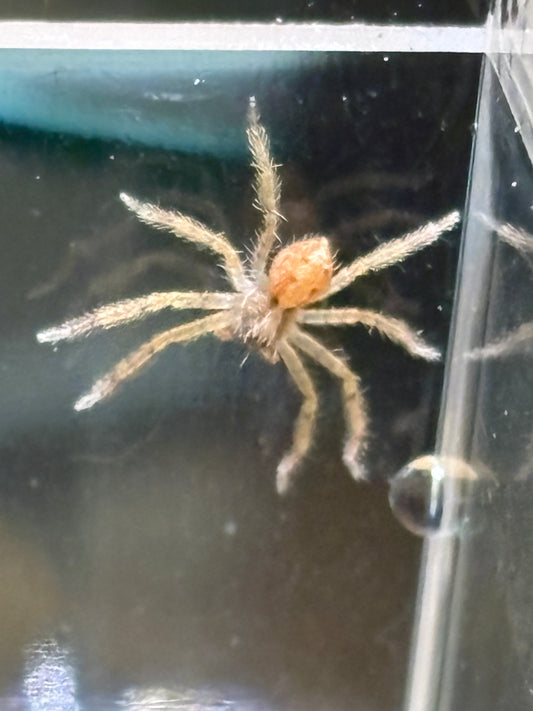 Heteropoda Pingtungensis (Taiwan Orange Huntsman Spider)