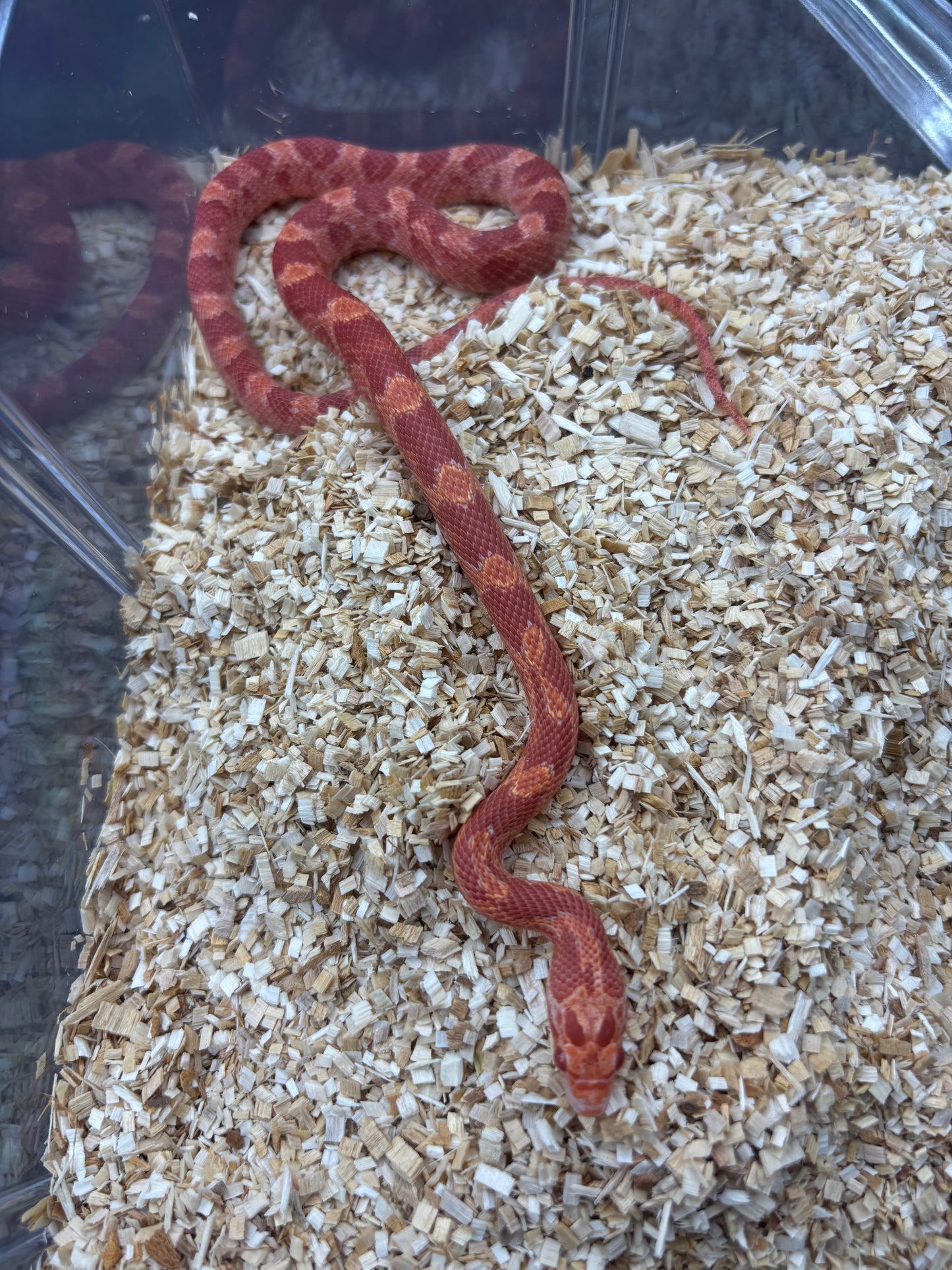 Fire Amel Diffused Corn Snake