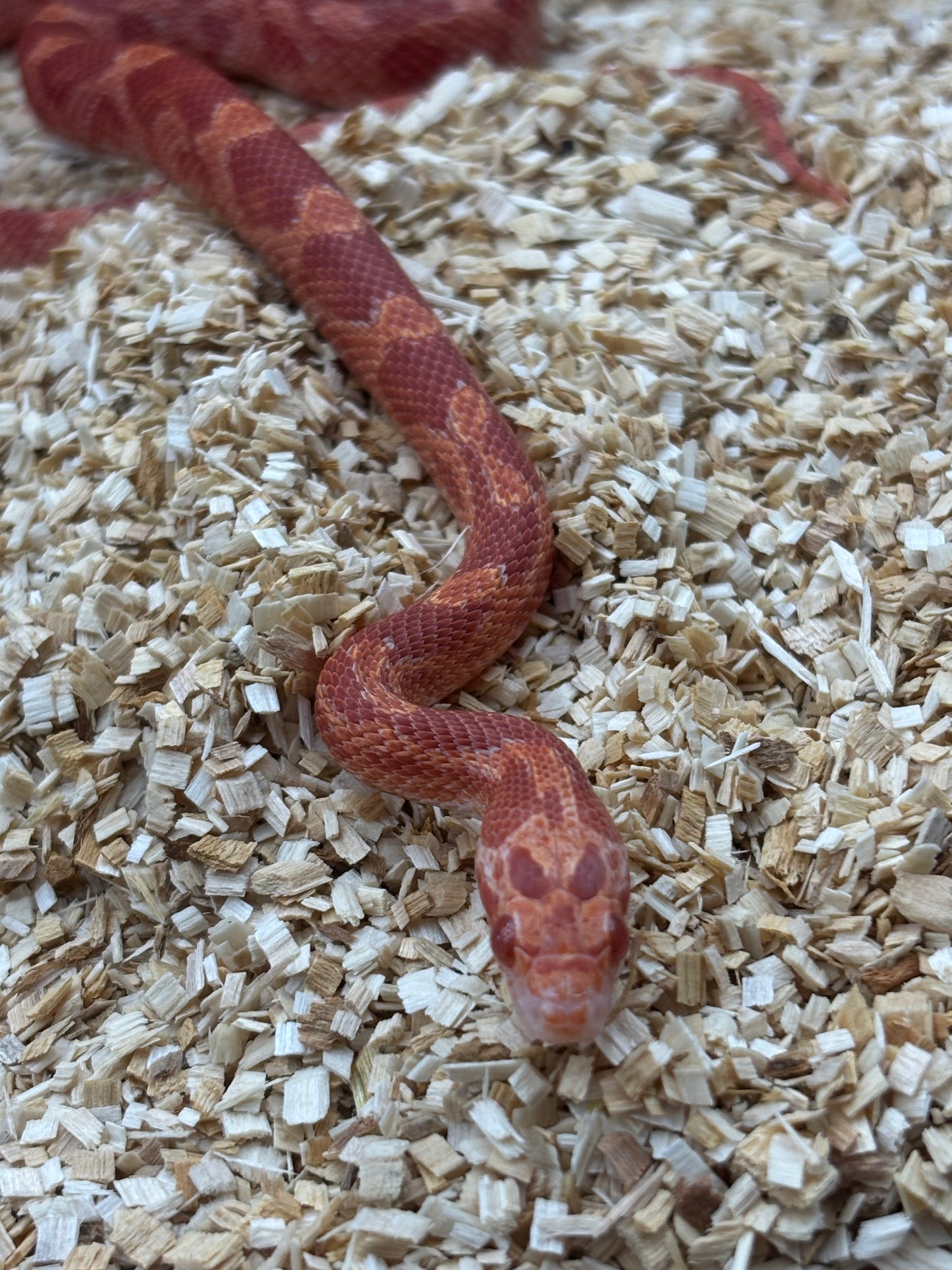 Fire Amel Diffused Corn Snake