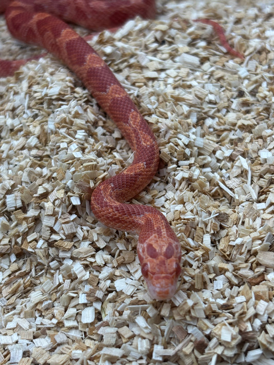 Fire Amel Diffused Corn Snake