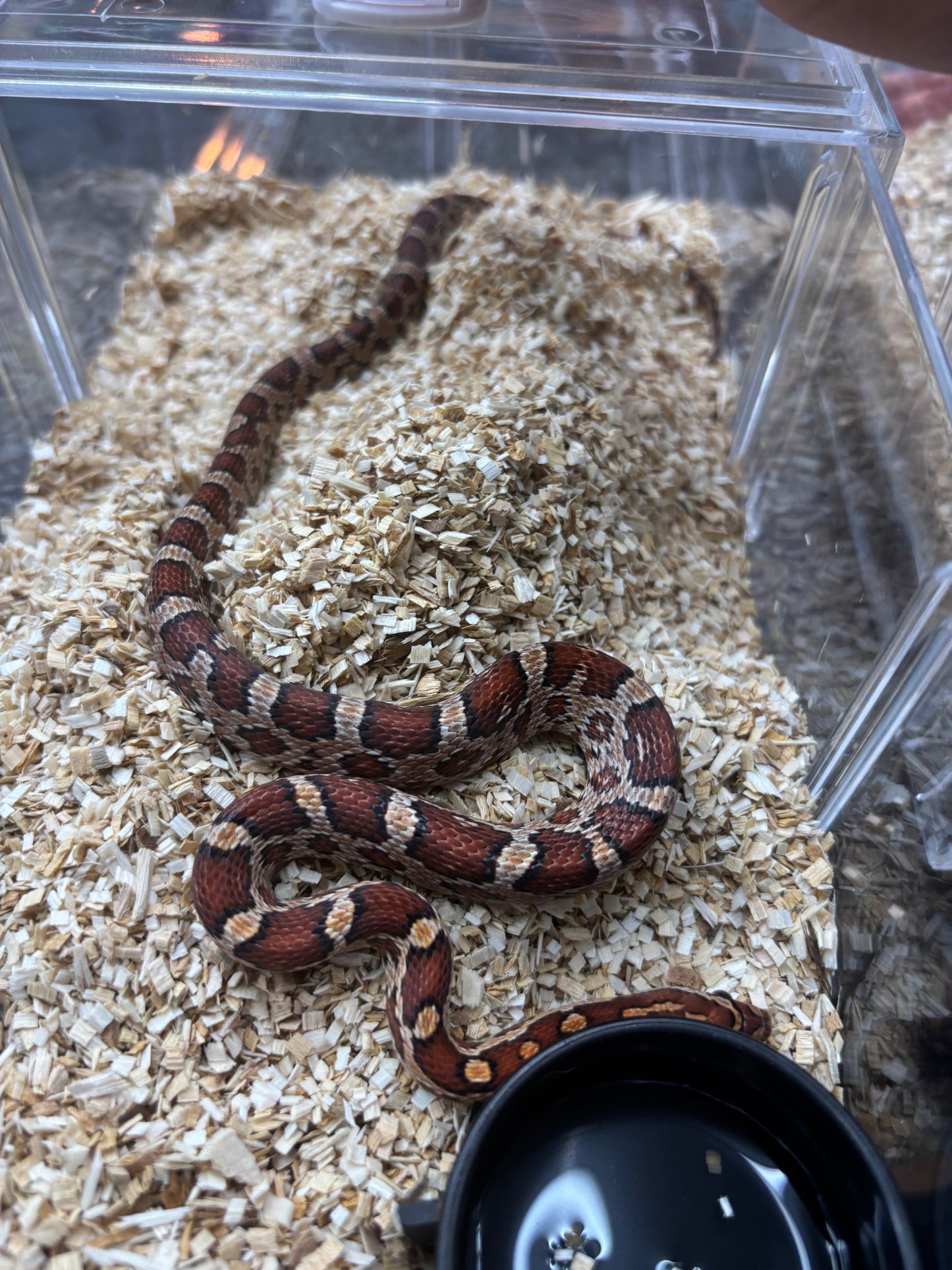 Classic Corn Snake