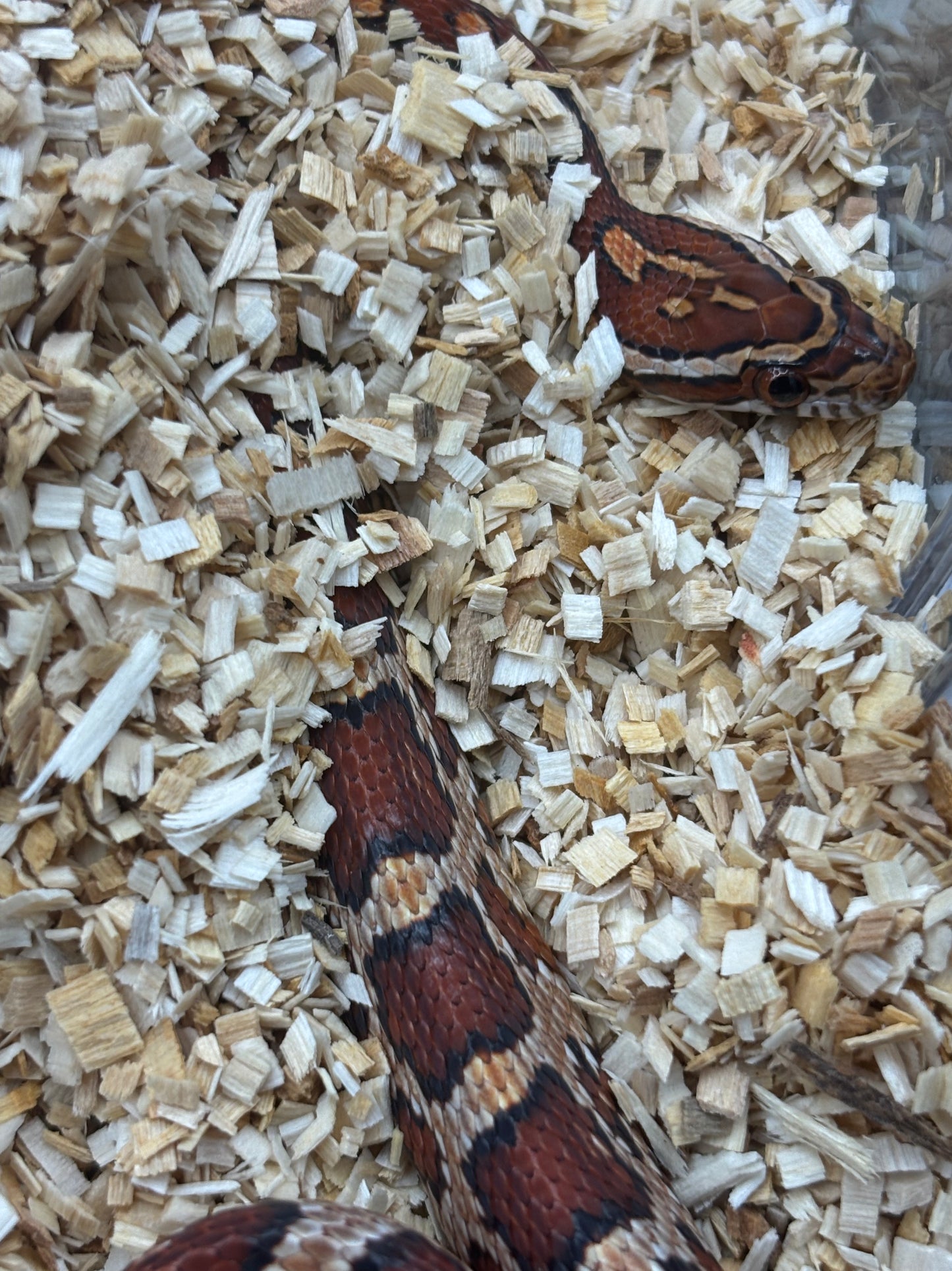 Classic Corn Snake