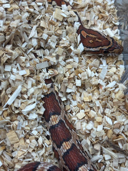 Classic Corn Snake