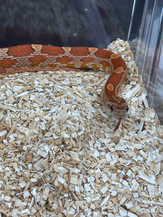 Classic Het Microscale Corn Snake