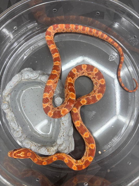 Red Factor Ultramel Corn Snake
