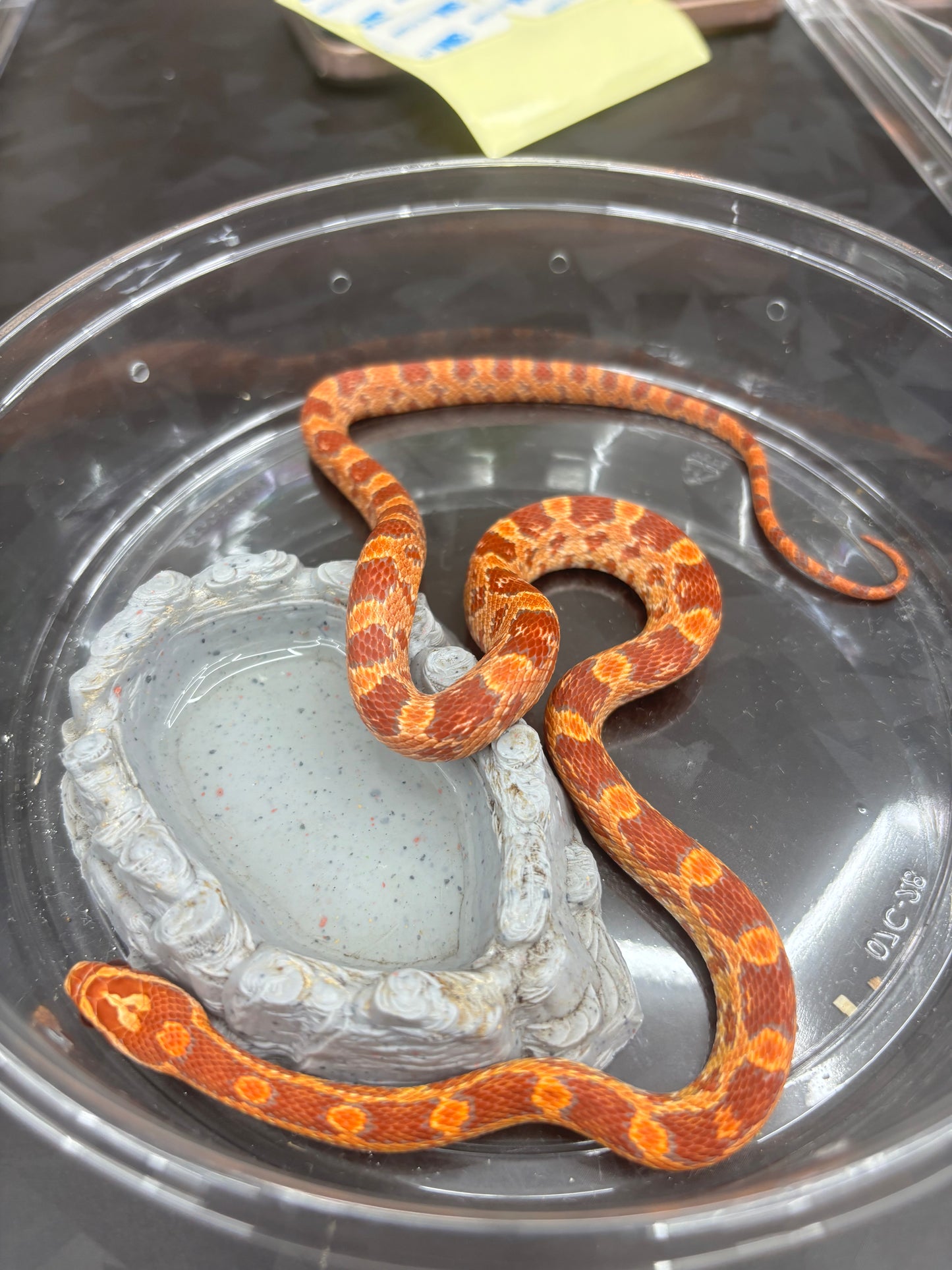 Red Factor Ultramel Corn Snake