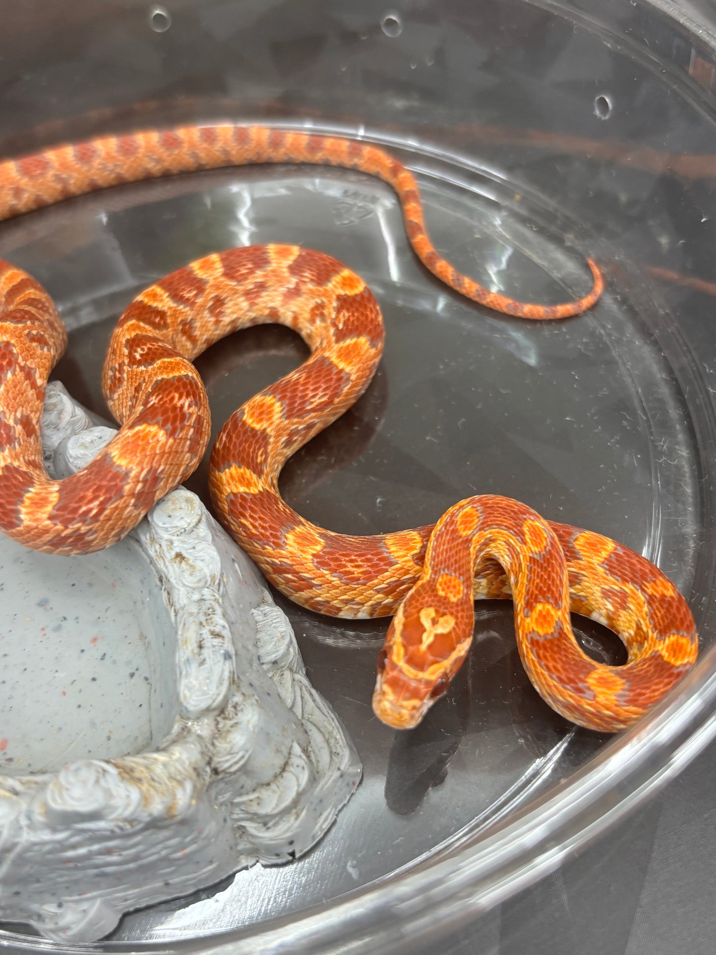 Red Factor Ultramel Corn Snake