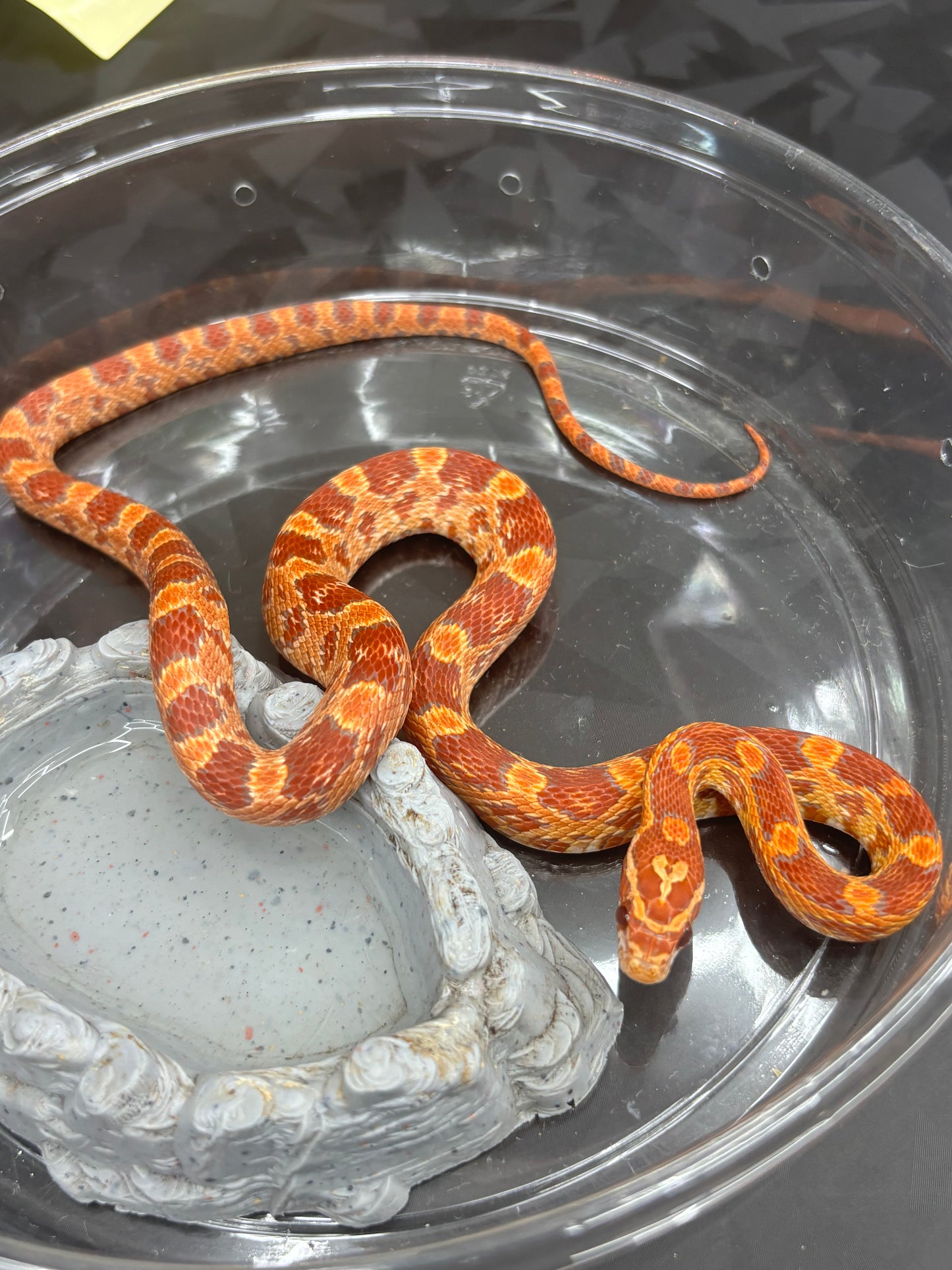 Red Factor Ultramel Corn Snake