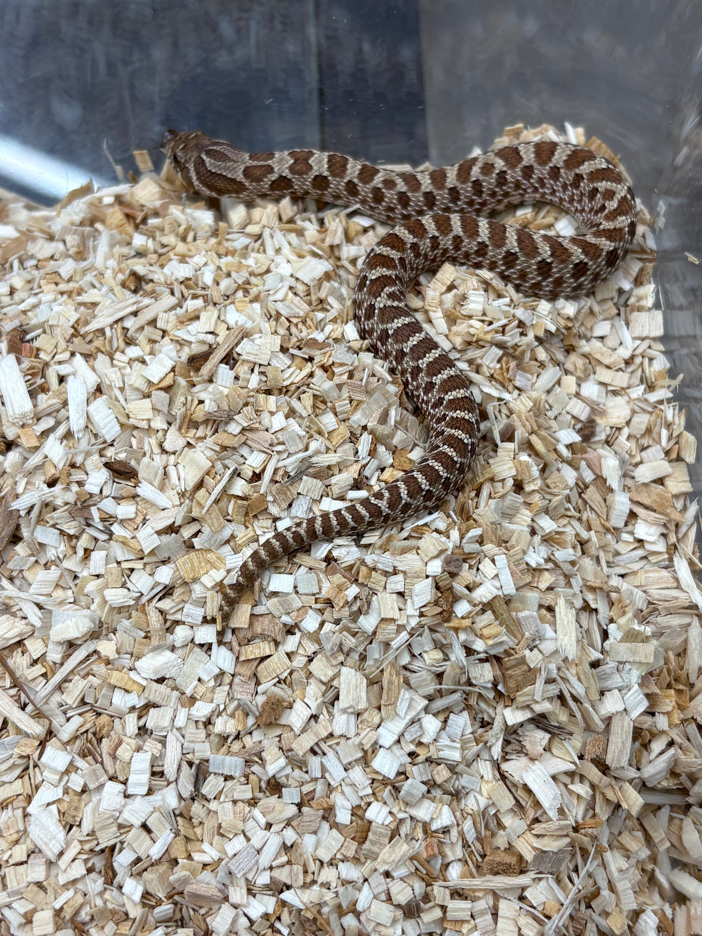 Western Hognose