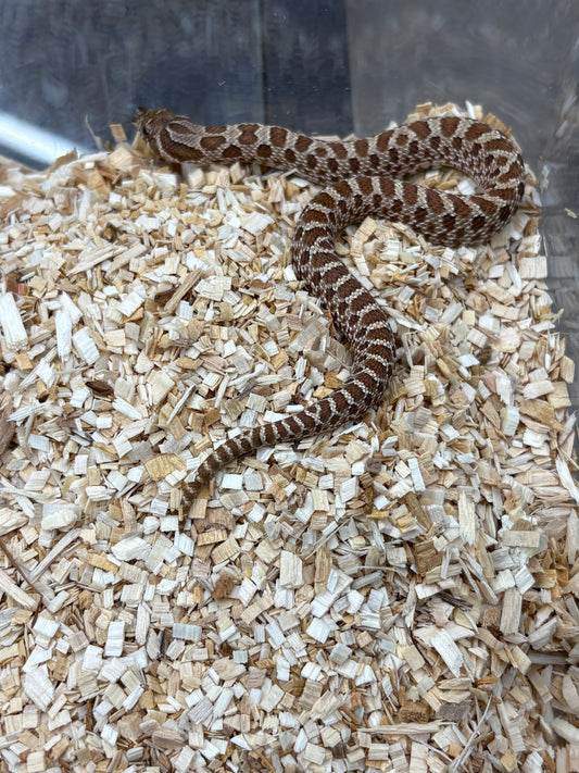 Western Hognose