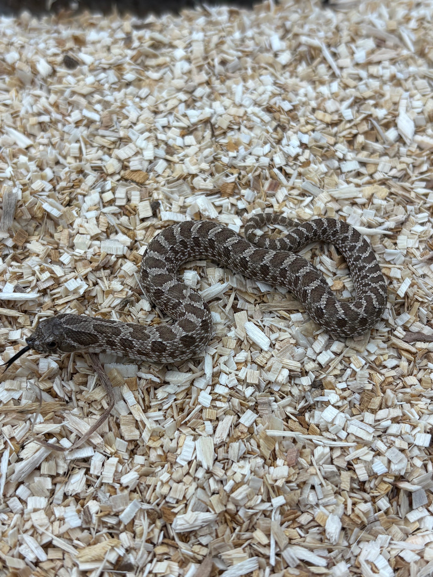 Western Hognose