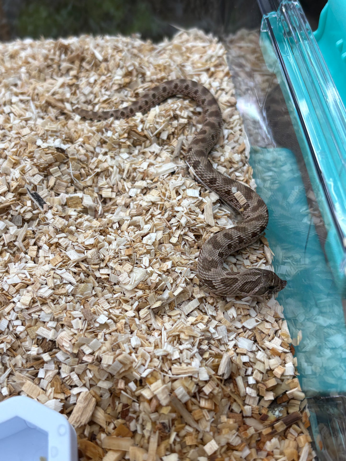 Western Hognose