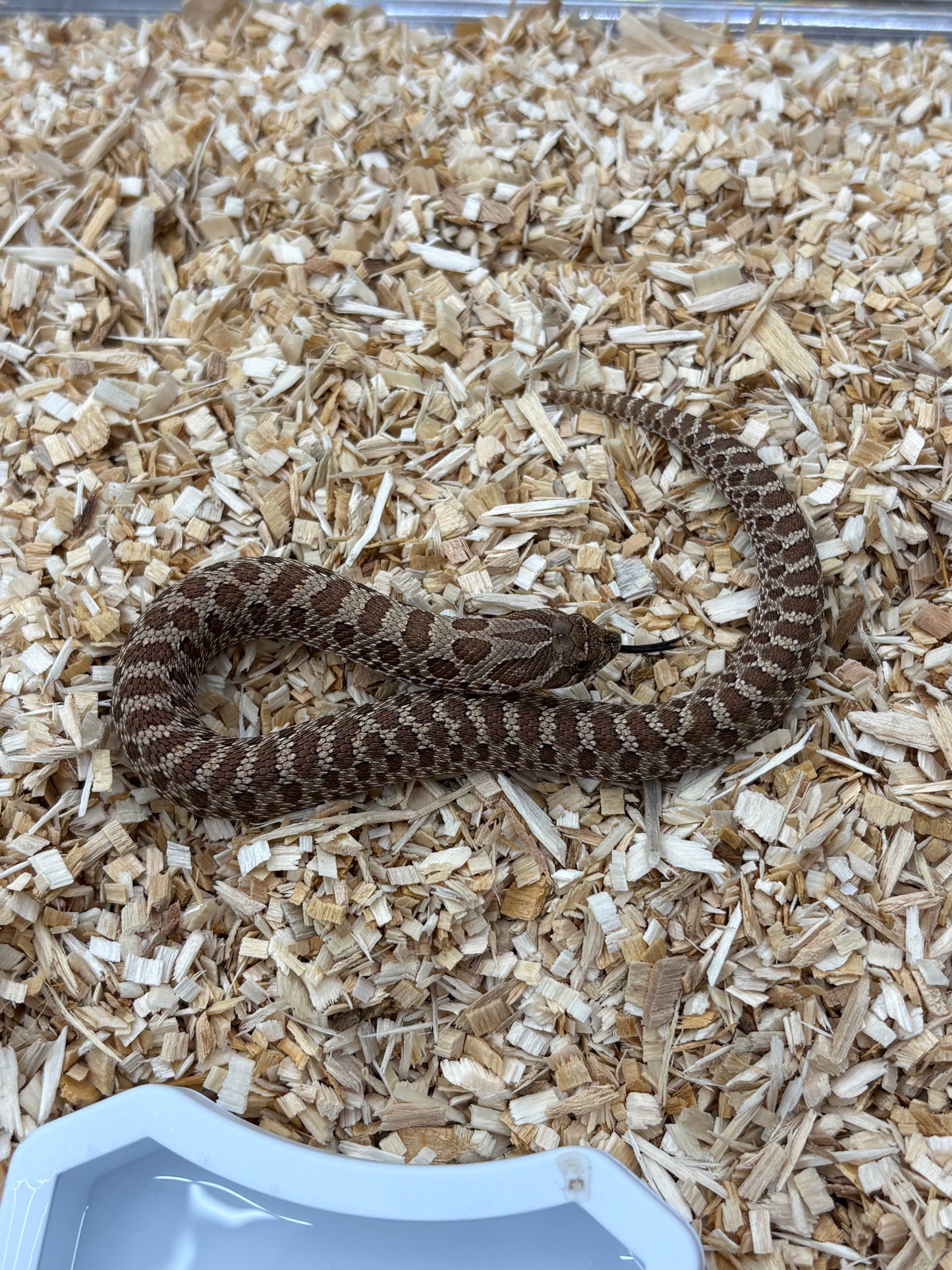 Western Hognose