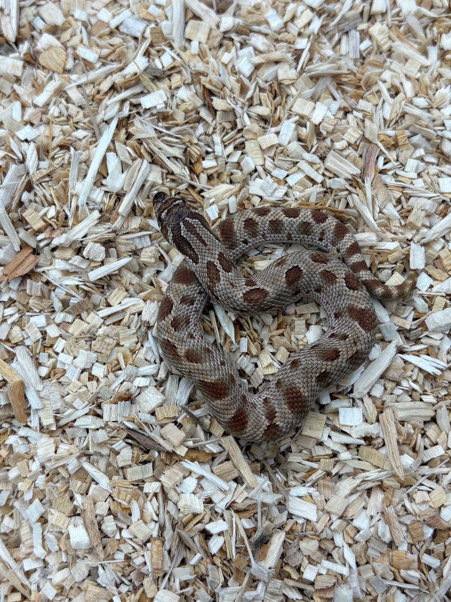Western Hognose