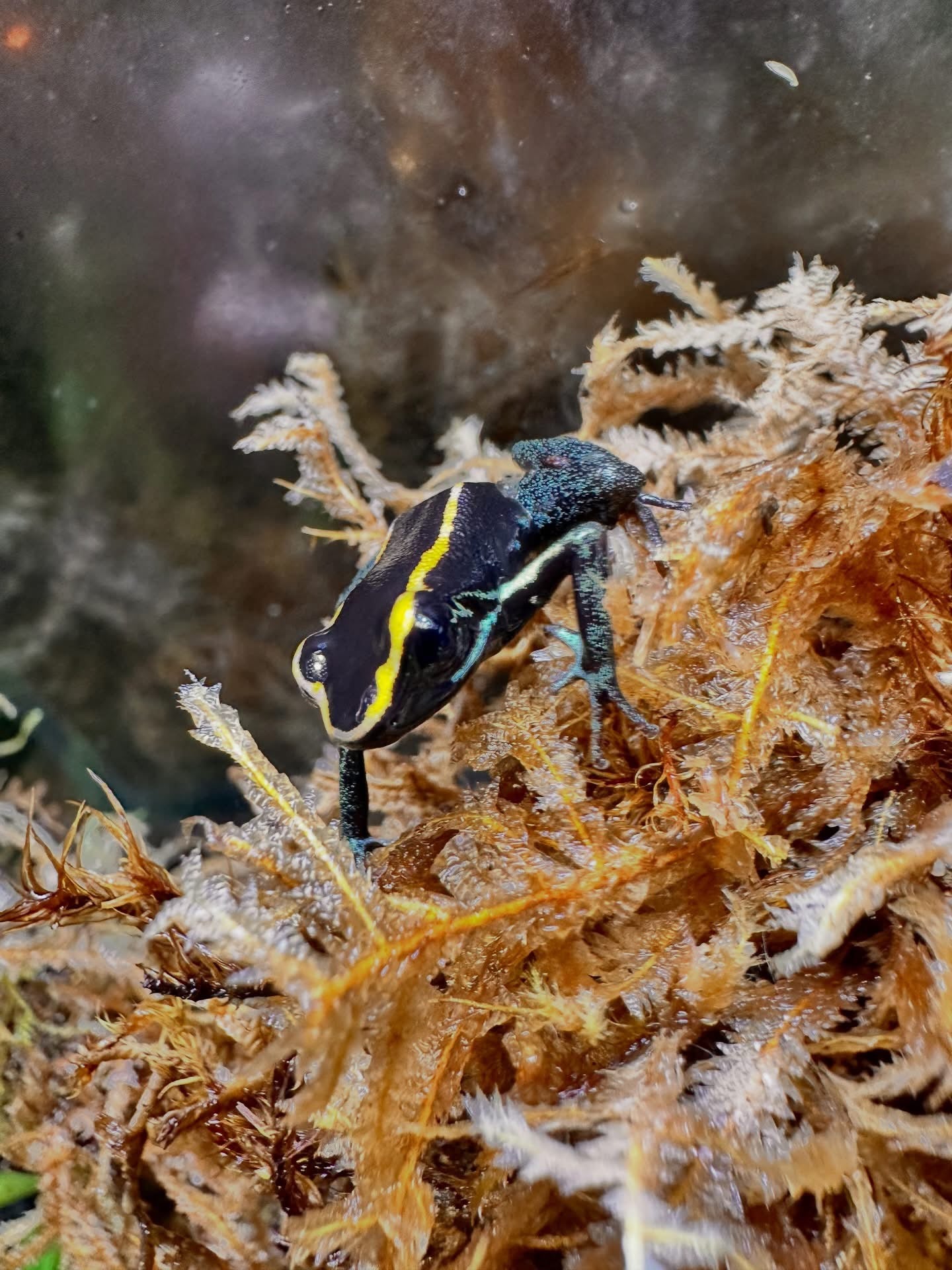 Phyllobates Vittatus (Golfodulcean Poison Dart Frog)