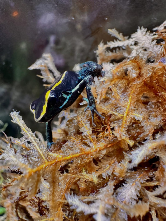 Phyllobates Vittatus (Golfodulcean Poison Dart Frog)