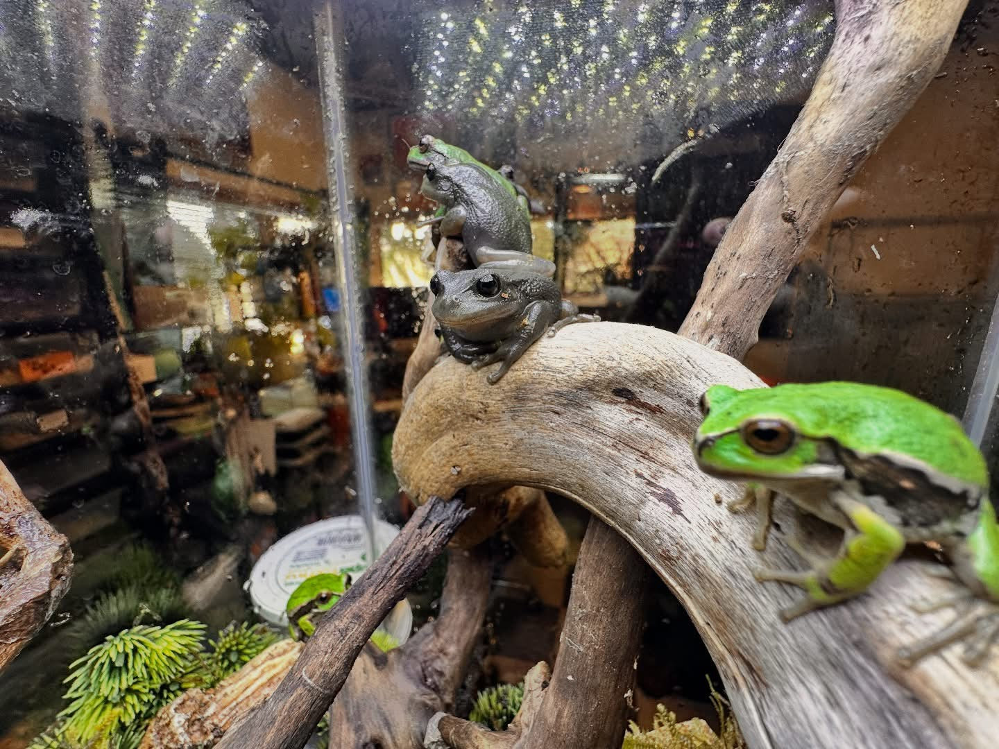 Gastrotheca Riobambae (Andean Marsupial Tree Frog)