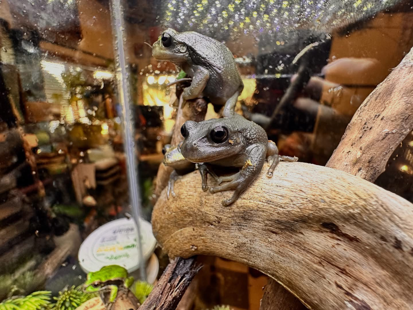 Gastrotheca Riobambae (Andean Marsupial Tree Frog)
