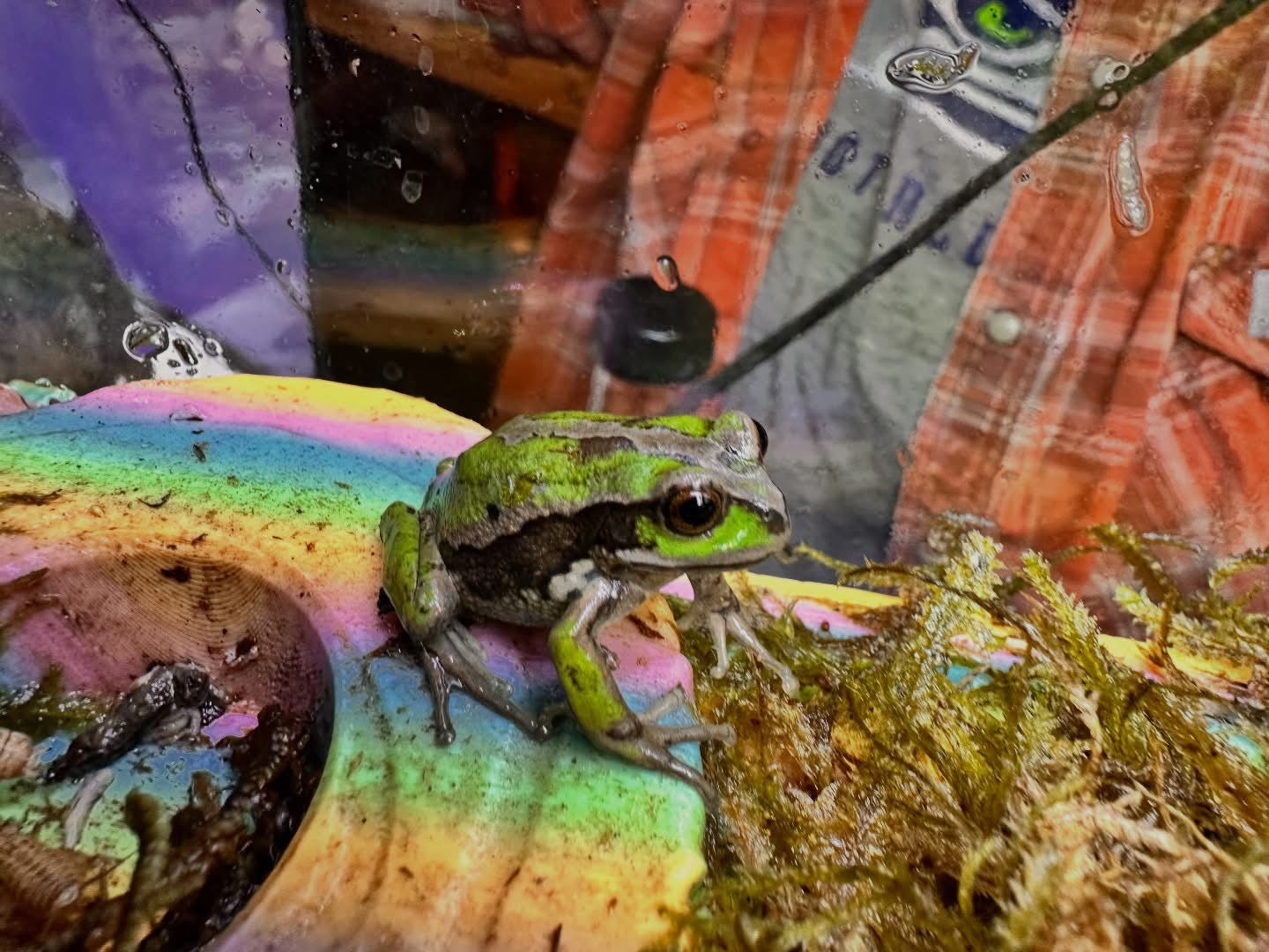 Gastrotheca Riobambae (Andean Marsupial Tree Frog)
