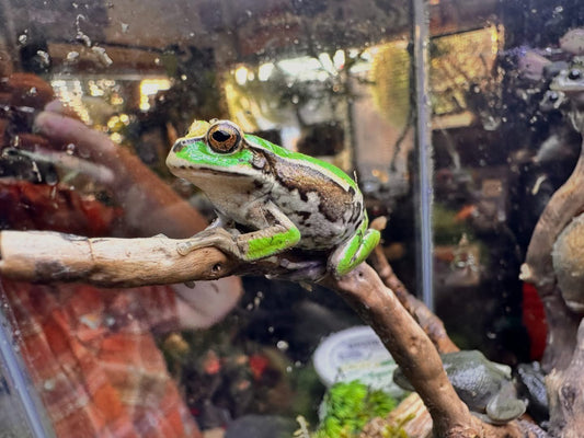 Gastrotheca Riobambae (Andean Marsupial Tree Frog)