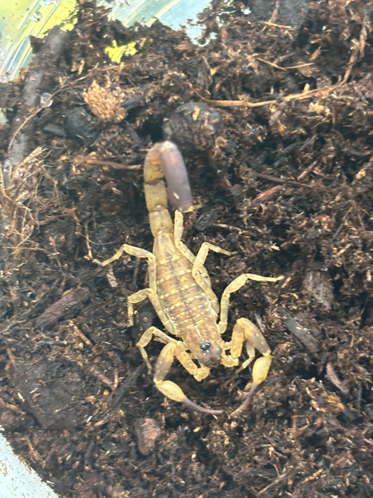 Lychas Mucronatus (Chinese Swimming Scorpion)
