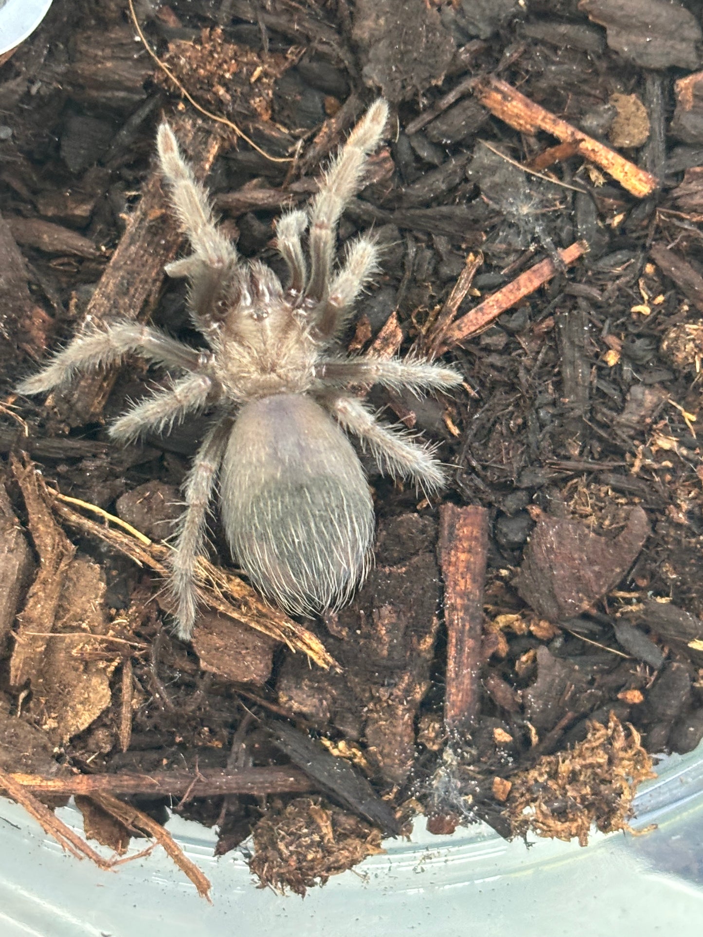 Brachypelma Albiceps (Mexican Golden Red-Rump)