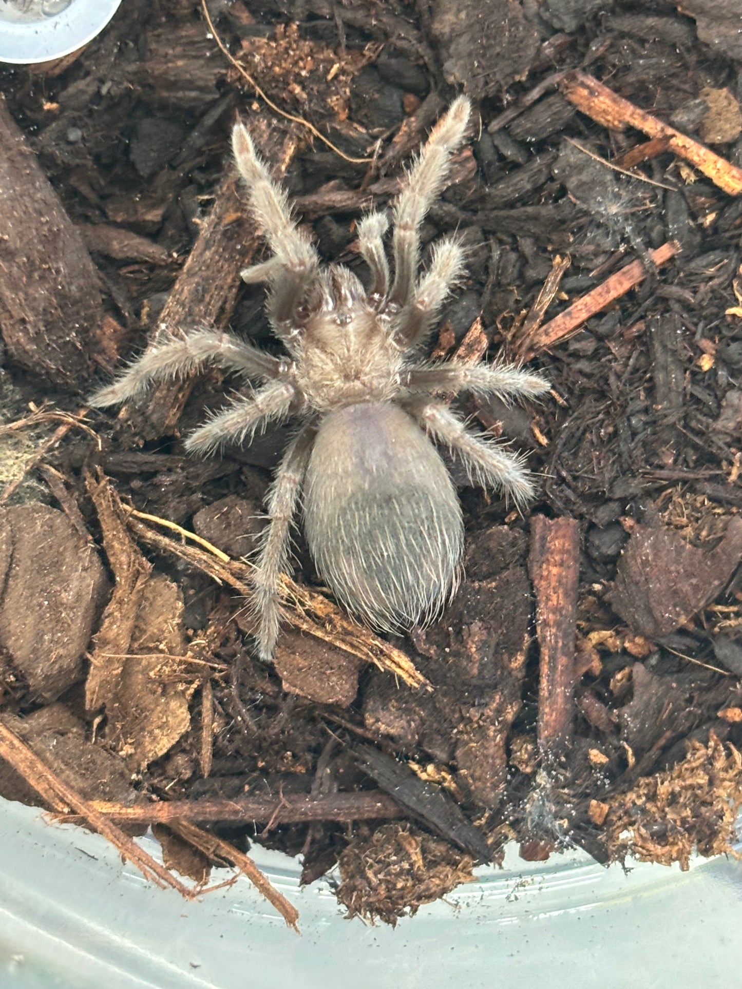 Brachypelma Albiceps (Mexican Golden Red-Rump)