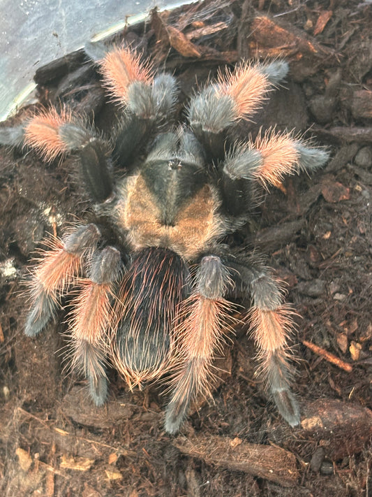Brachypelma Emilia (Mexican Red Leg)