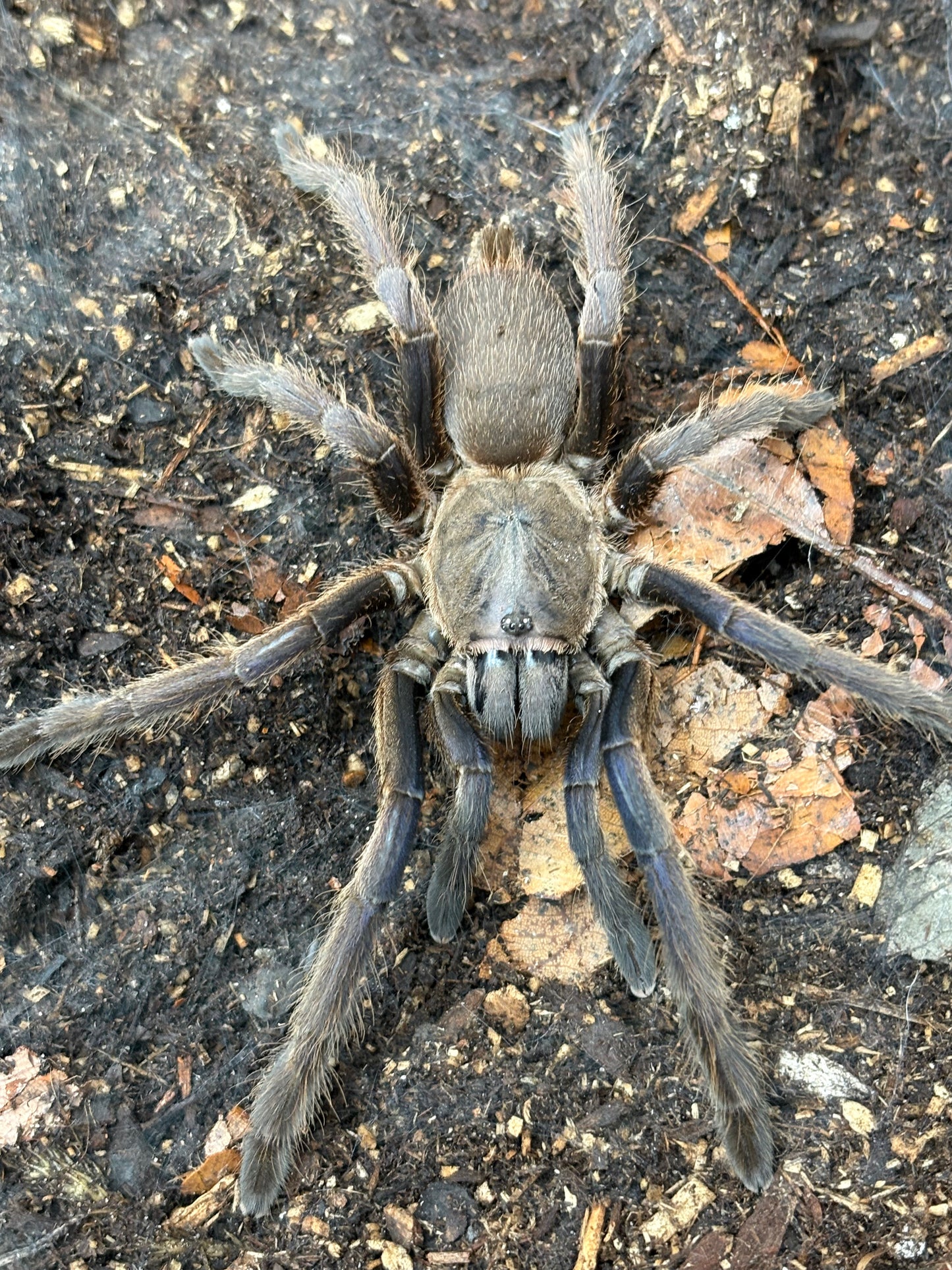 Chilobrachys Dyscolus Black (Dark Earth Tiger)