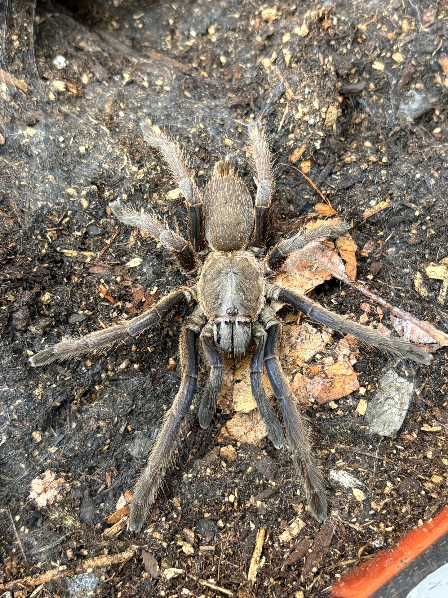 Chilobrachys Dyscolus Black (Dark Earth Tiger)