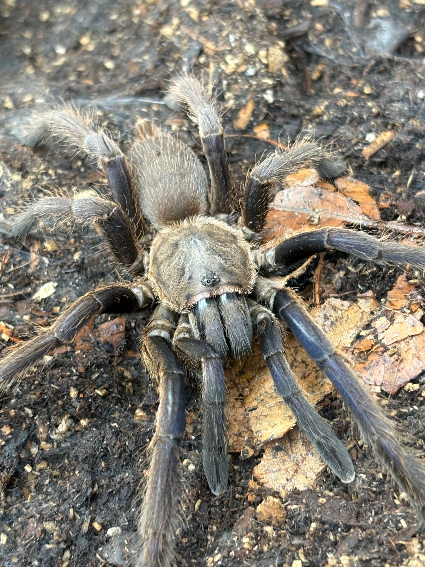 Chilobrachys Dyscolus Black (Dark Earth Tiger)