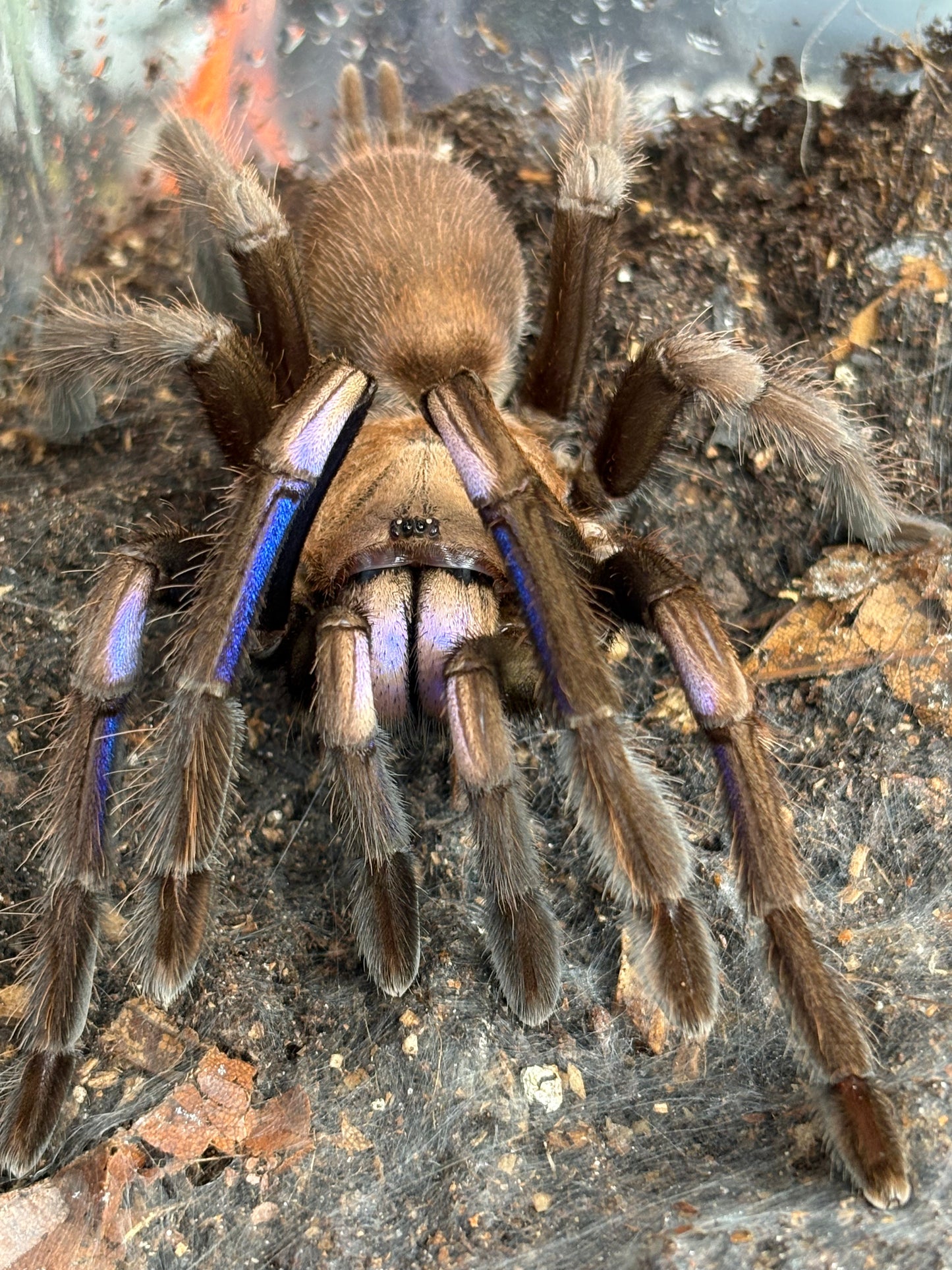 Chilobrachys Natanicharum (Electric Blue Earth Tiger)