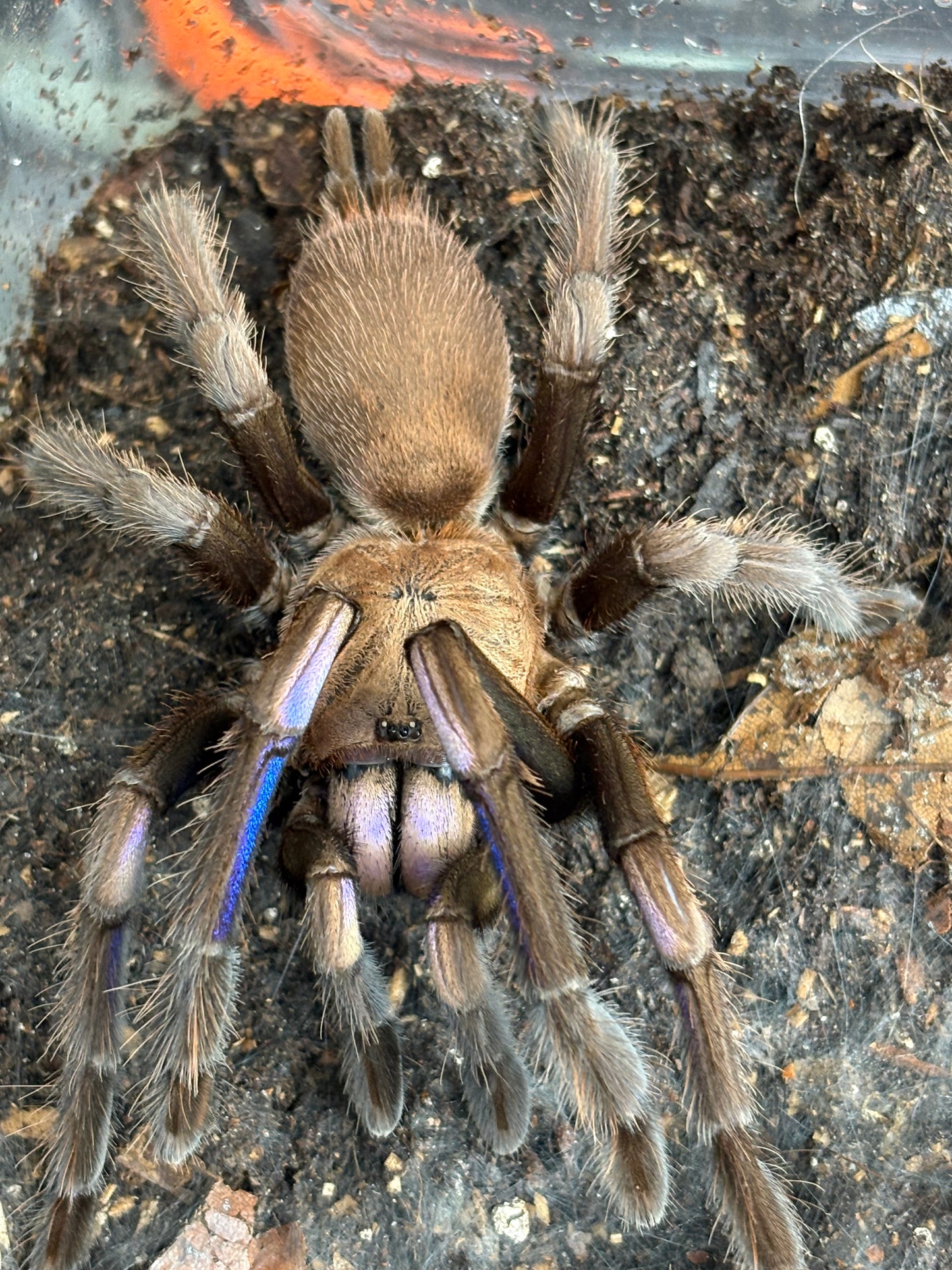Chilobrachys Natanicharum (Electric Blue Earth Tiger)