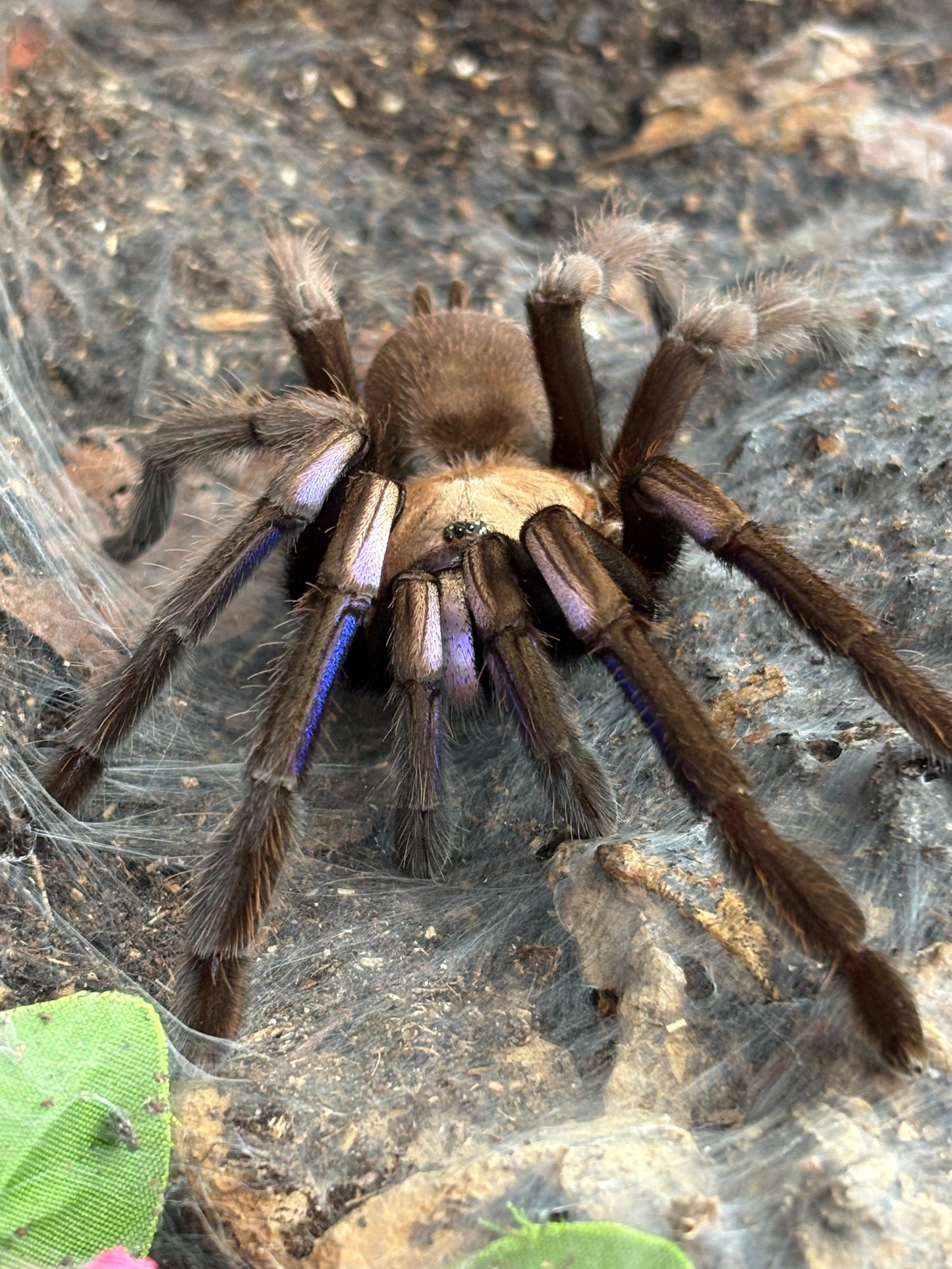 Chilobrachys Natanicharum (Electric Blue Earth Tiger)