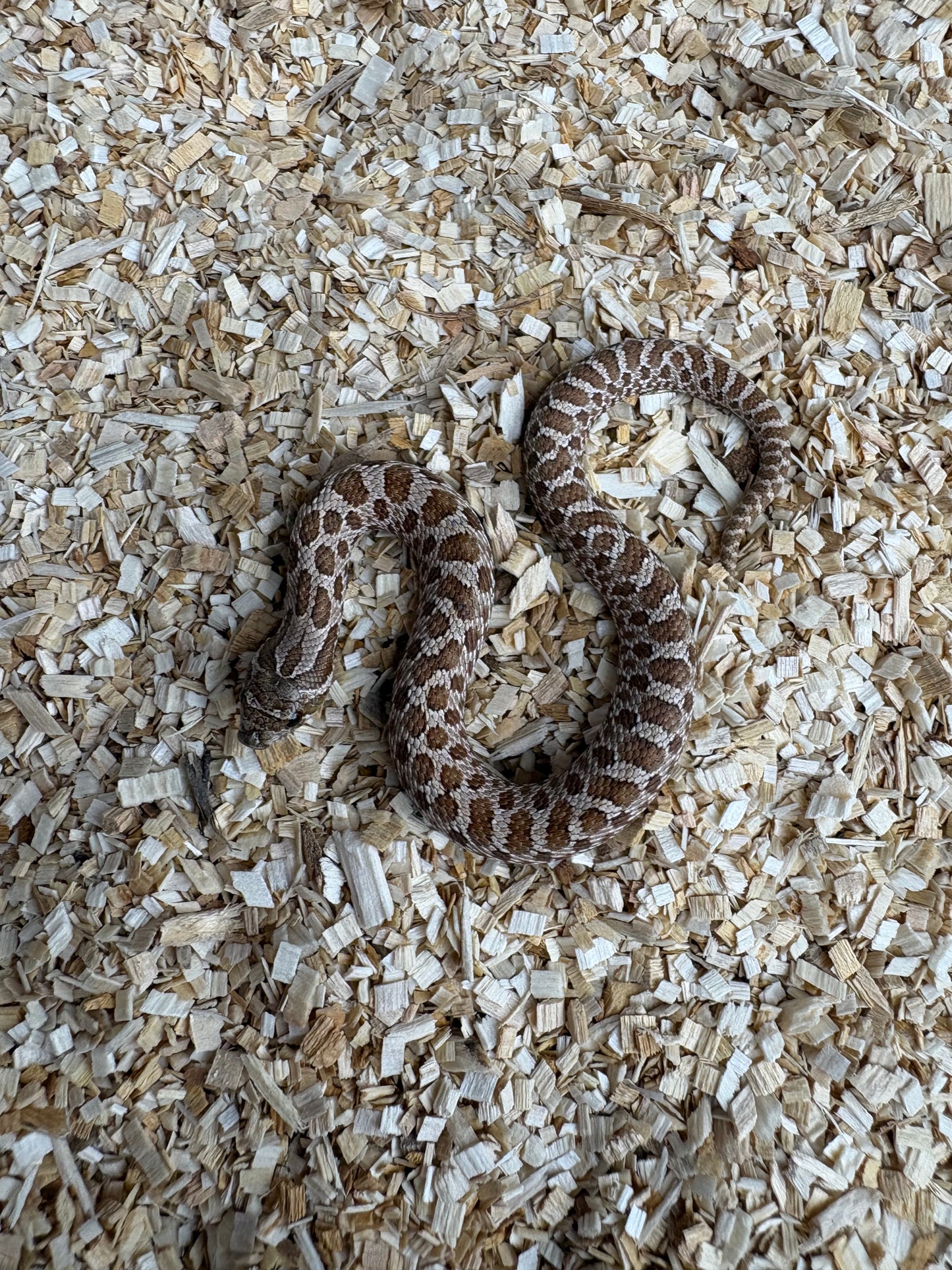 Western Hognose