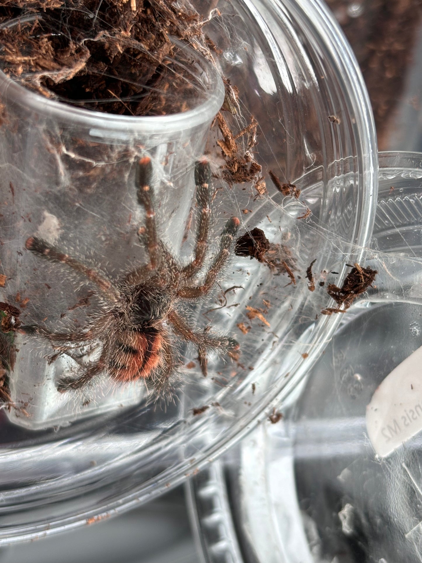 Avicularia Juruensis (Amazonian Pink Toe)