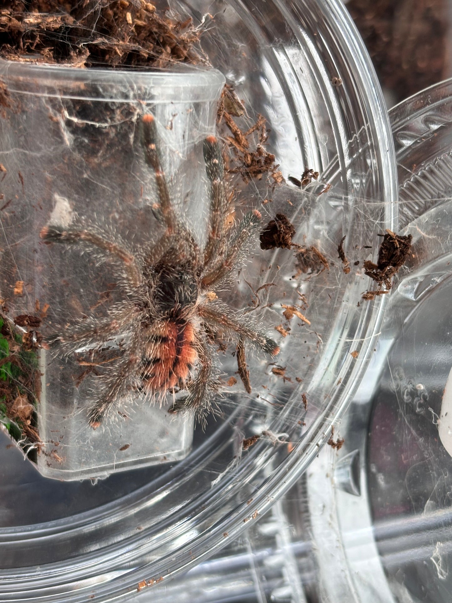 Avicularia Juruensis (Amazonian Pink Toe)