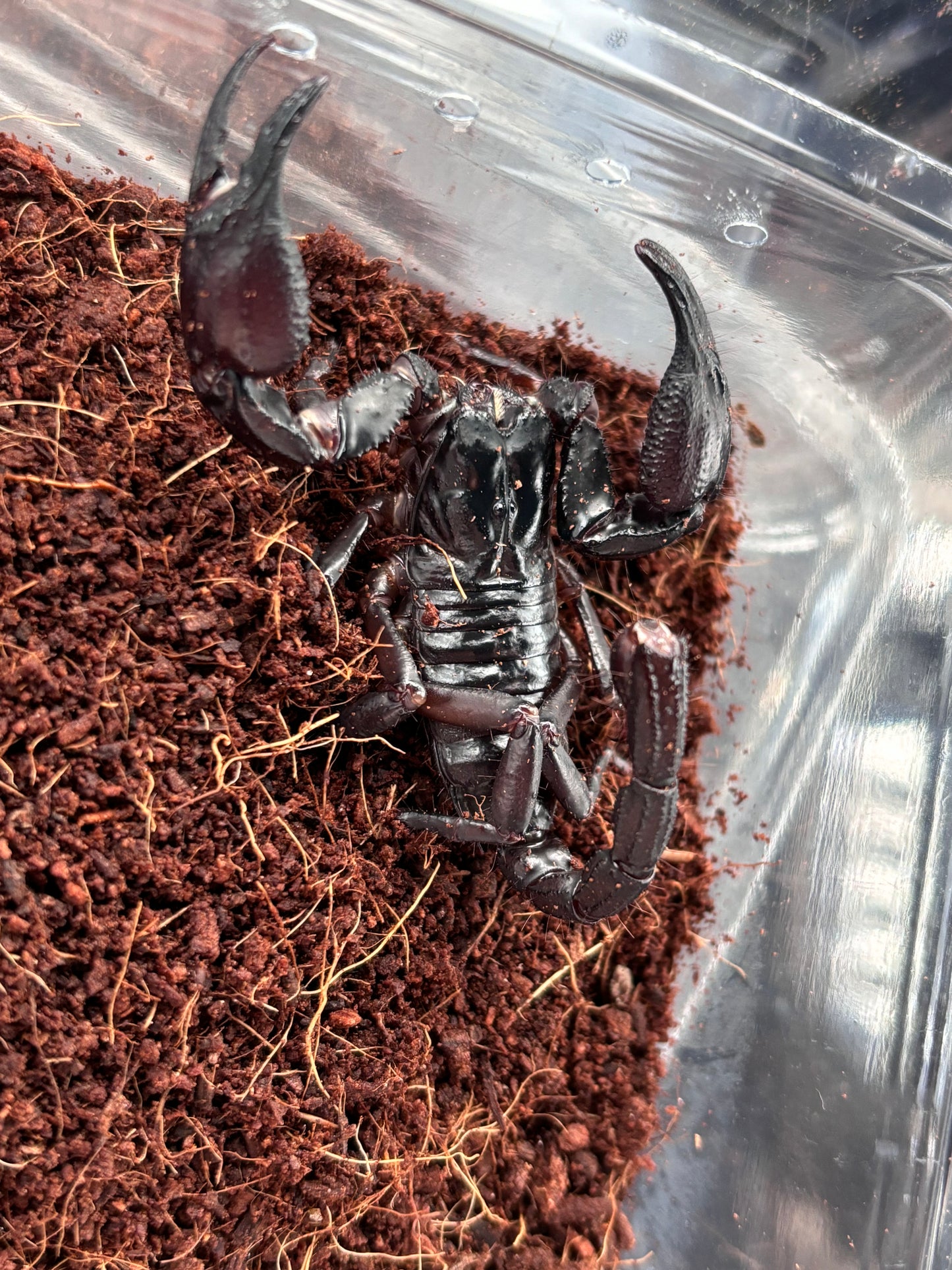 Heterometrus laoticus (Laos Giant Forest Scorpion)