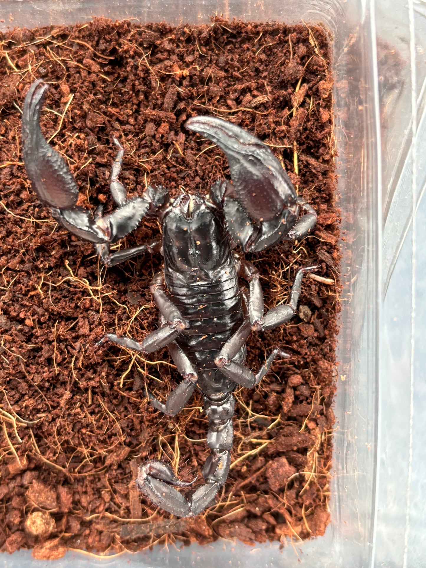 Heterometrus laoticus (Laos Giant Forest Scorpion)